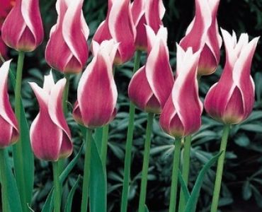 лале Lilyflowering Claudia